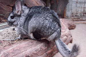 Jak grać z szynszyli?